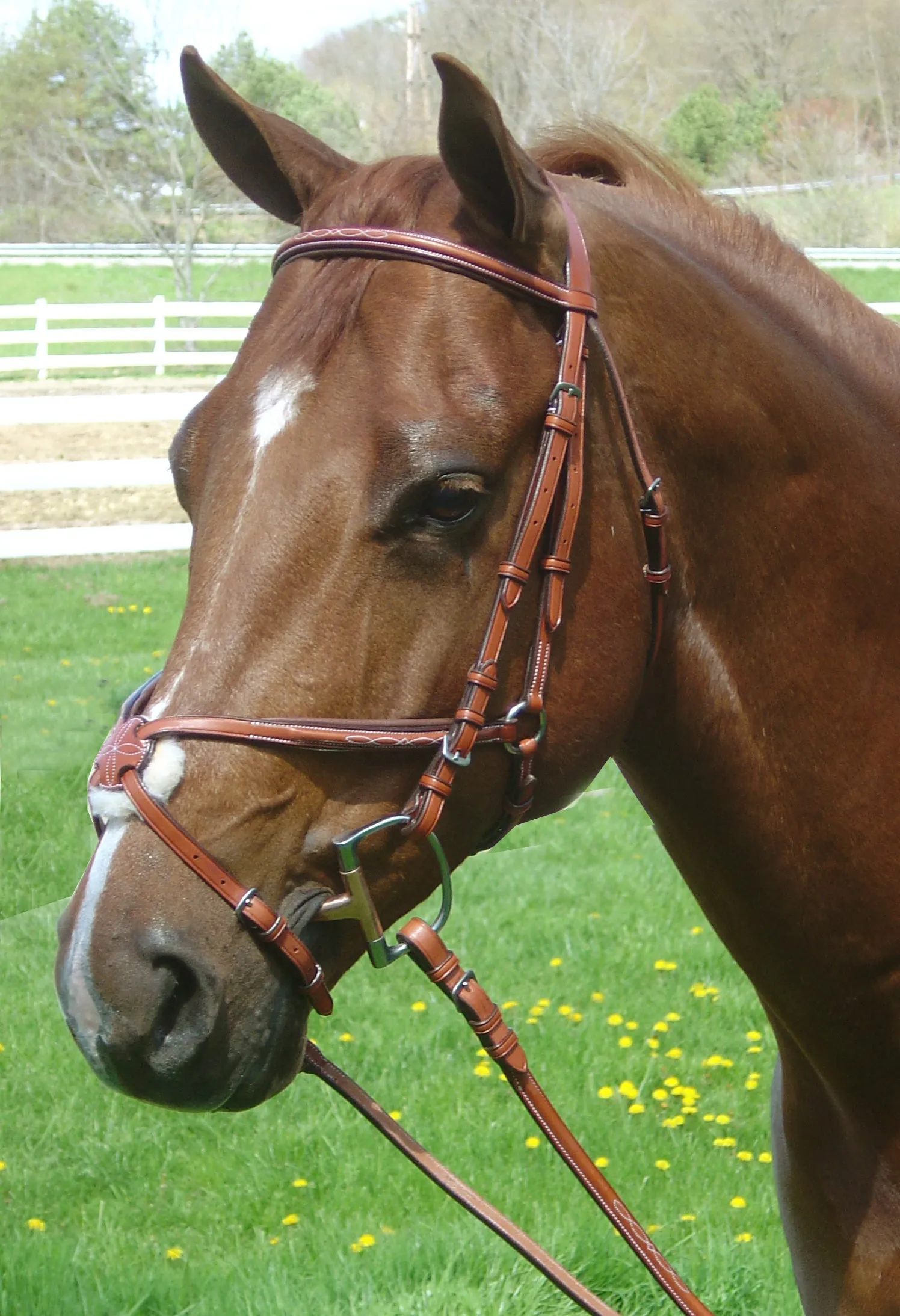 Paris Tack Opulent Series Padded Fancy Stitched English Figure 8 Bridle with Rubber Reins